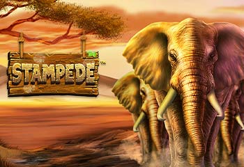Stampede